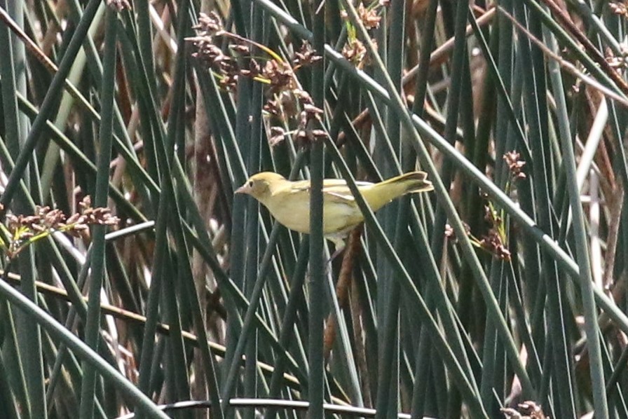 Common Yellowthroat - ML472931791