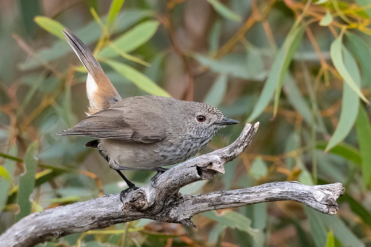 Inland Thornbill - Terence Alexander