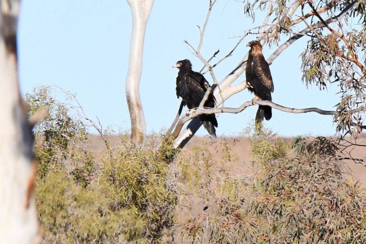 Wedge-tailed Eagle - ML472932781