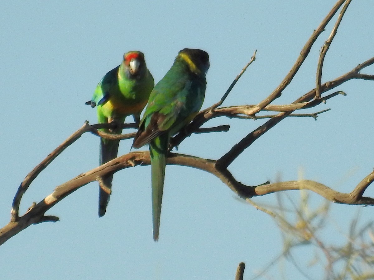 Australian Ringneck - ML472932881