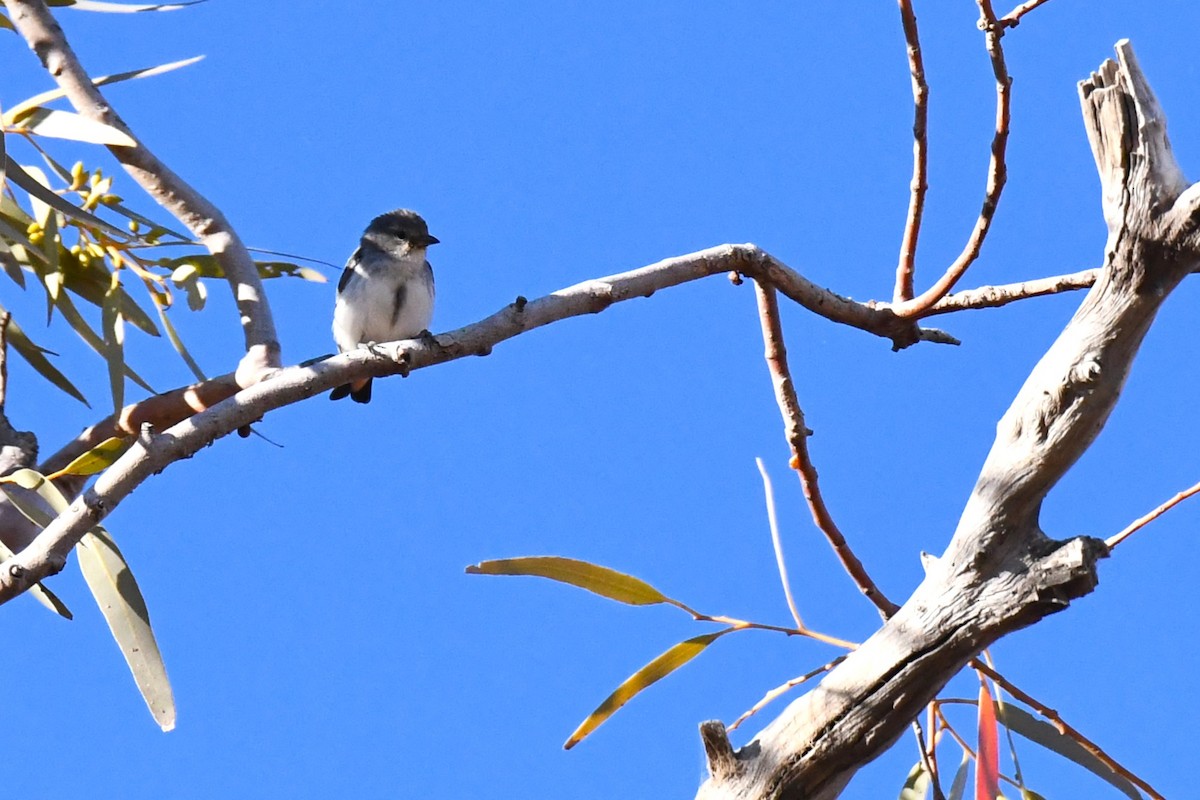 Mistletoebird - ML472932931