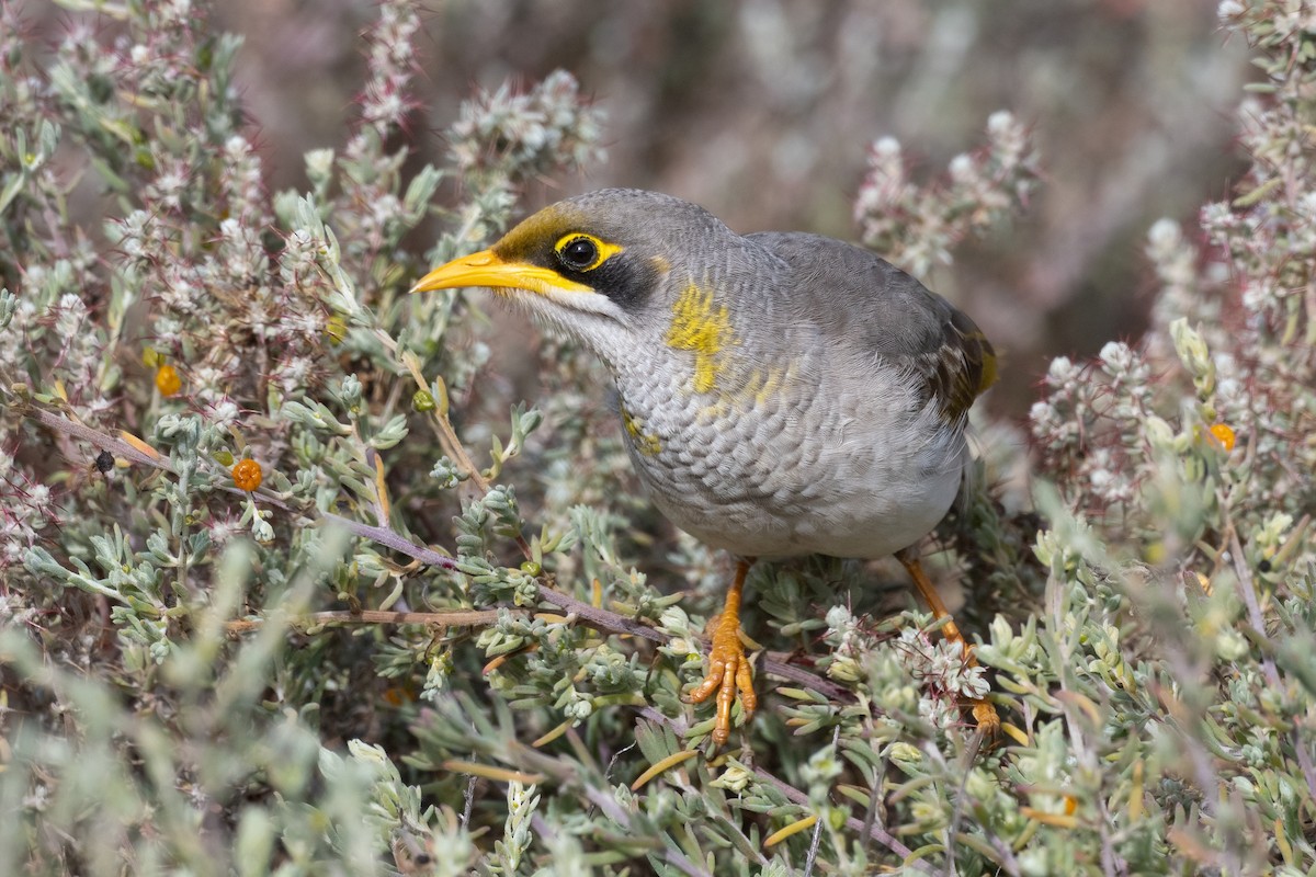 Yellow-throated Miner - Terence Alexander