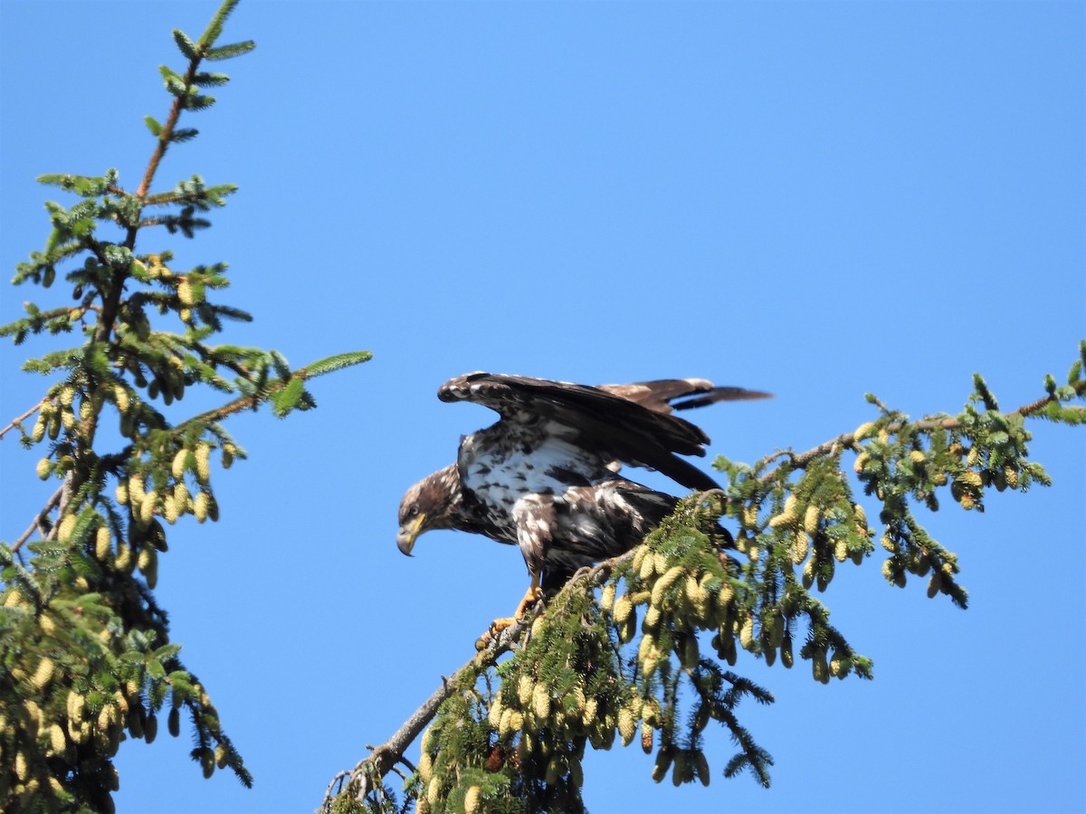 Bald Eagle - ML472933581