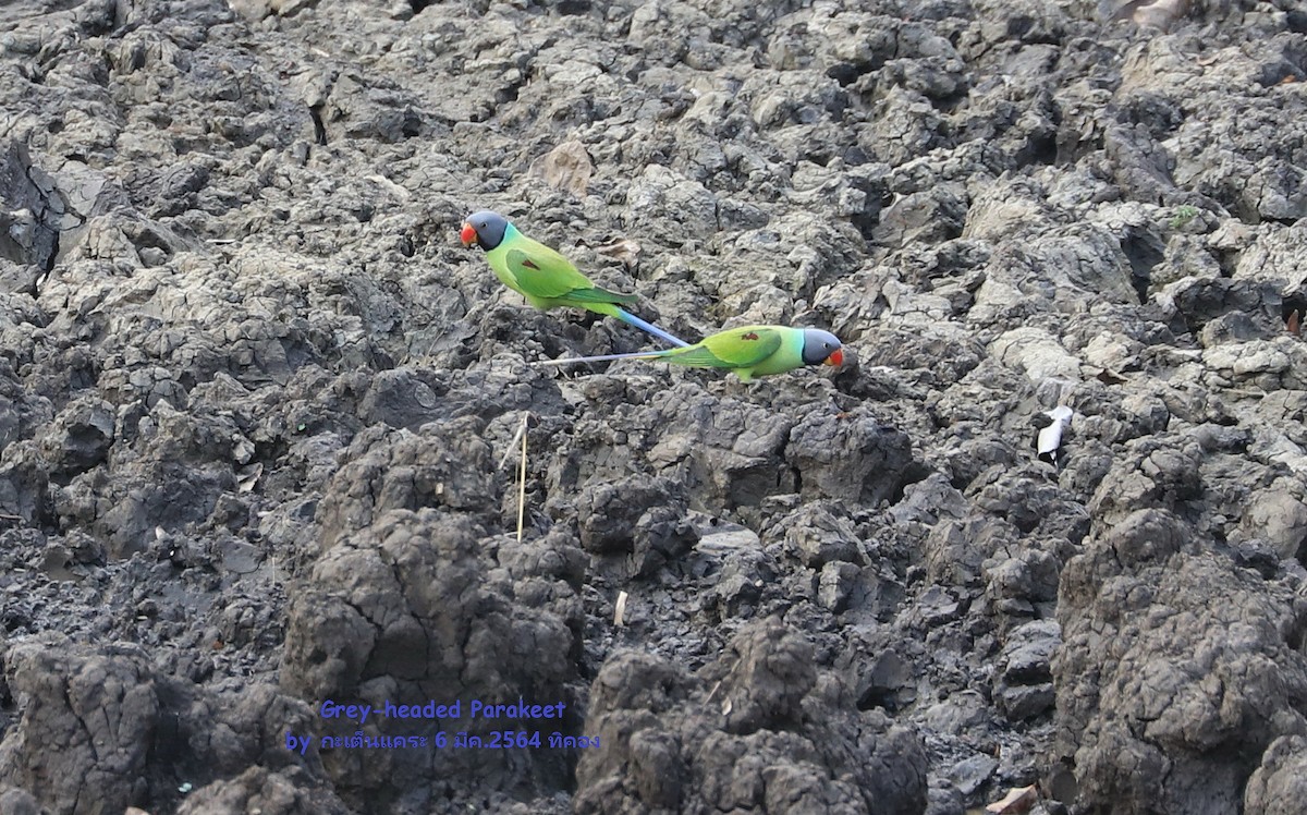 Finsch Yeşil Papağanı - ML472933961