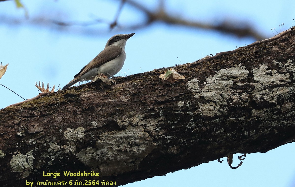 Large Woodshrike - ML472933991