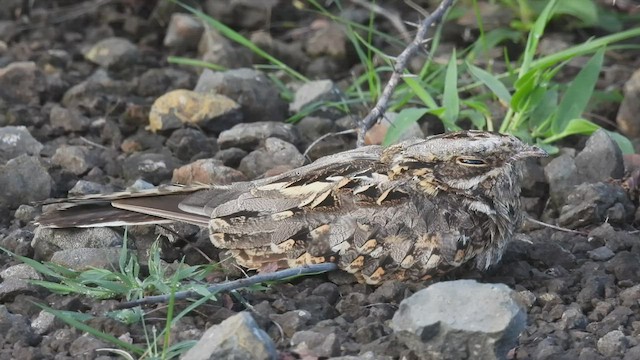 lelek džunglový - ML472934211