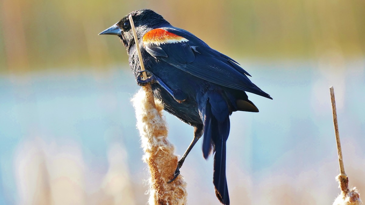 Red-winged Blackbird - ML472934821