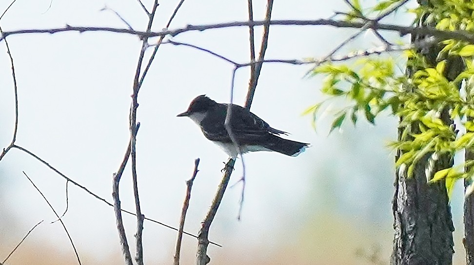 Eastern Kingbird - ML472934961