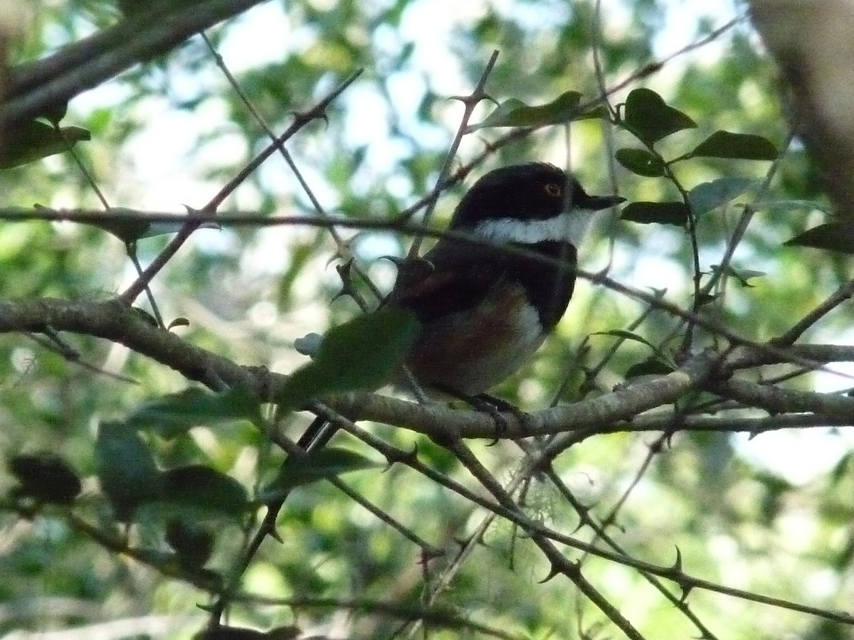 ムナグロセワタビタキ（capensis） - ML472935801