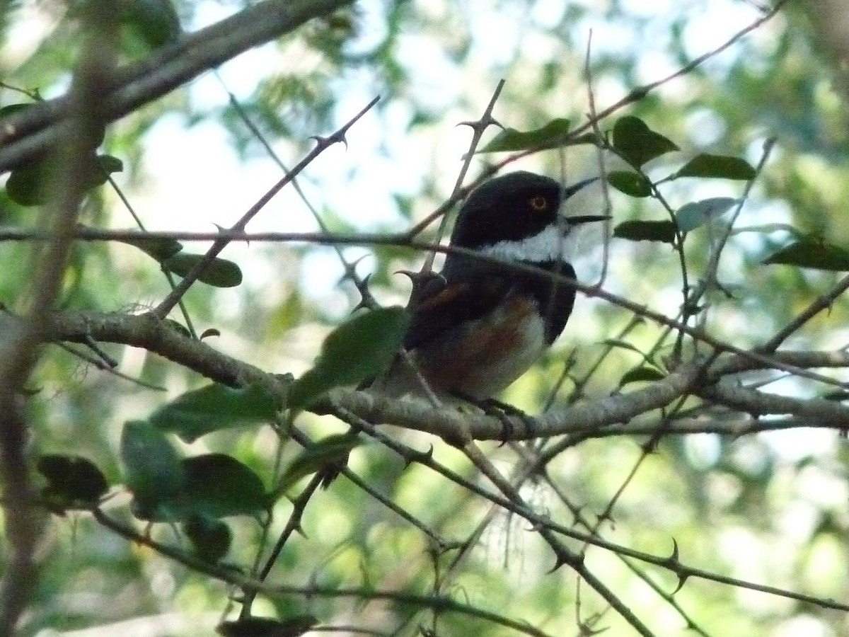 ムナグロセワタビタキ（capensis） - ML472935811