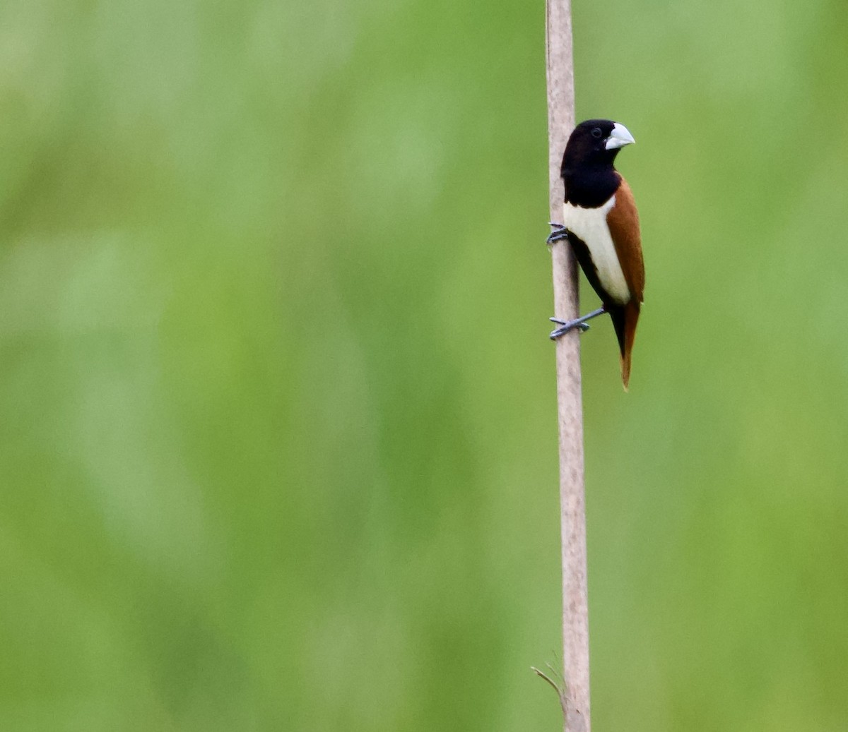 Tricolored Munia - ML472936821