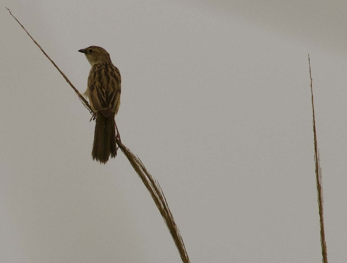 Bristled Grassbird - ML472936921