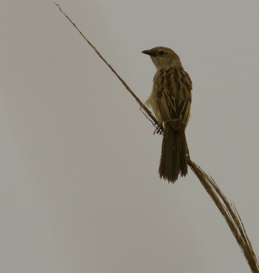 Bristled Grassbird - ML472936941