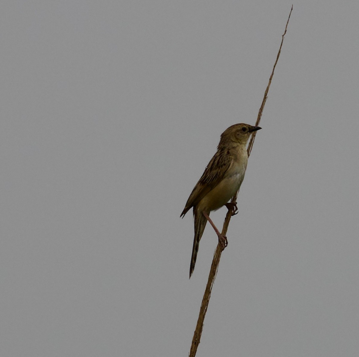 Bristled Grassbird - ML472936961