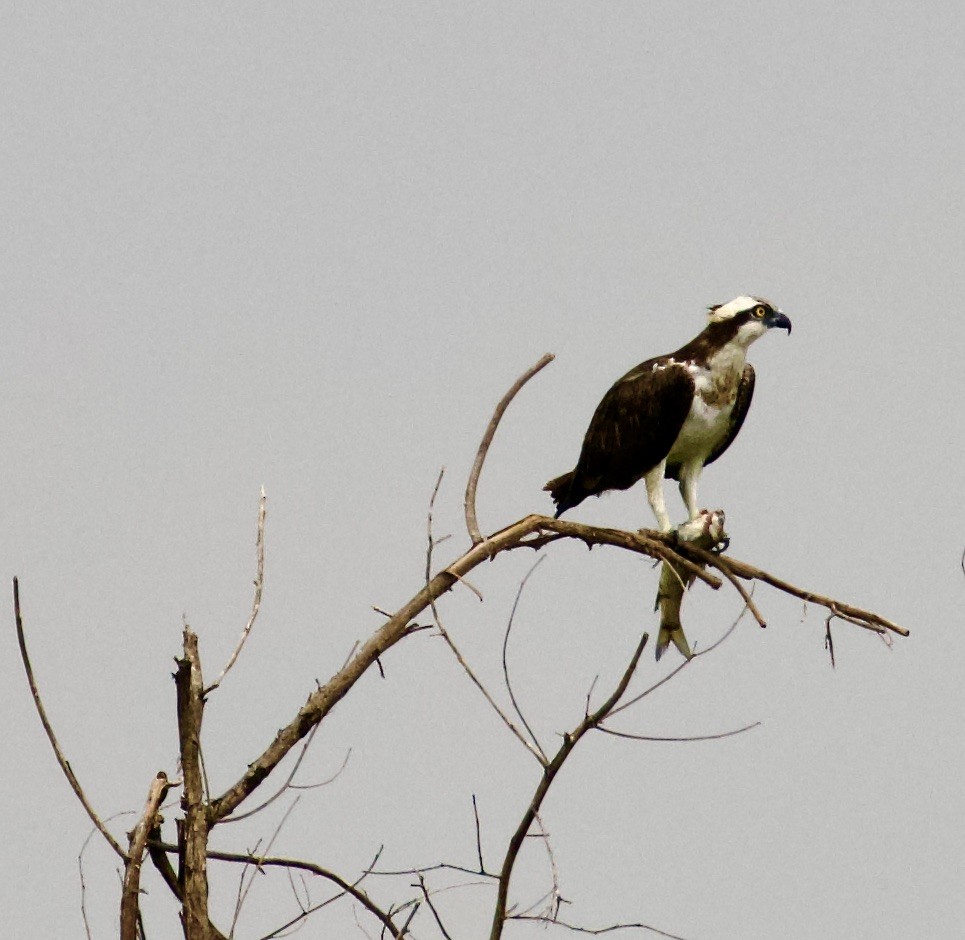 Águila Pescadora - ML472937001