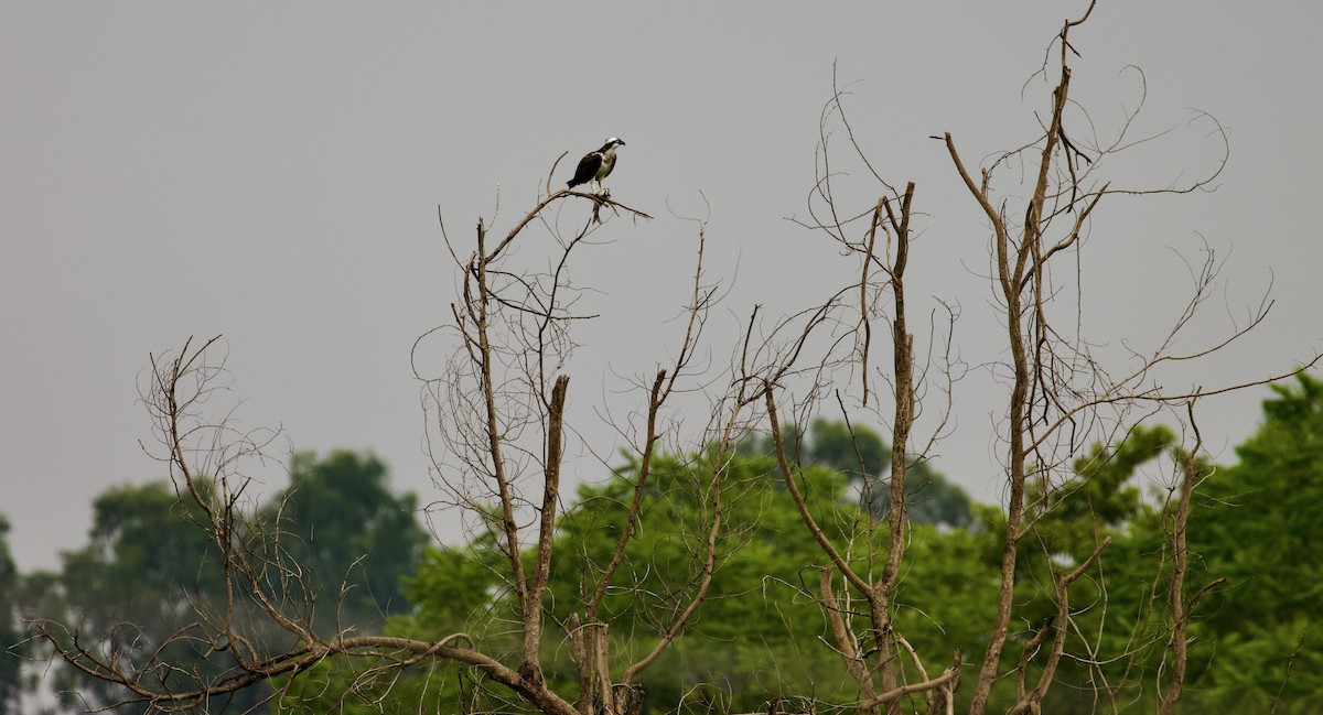 Águila Pescadora - ML472937011