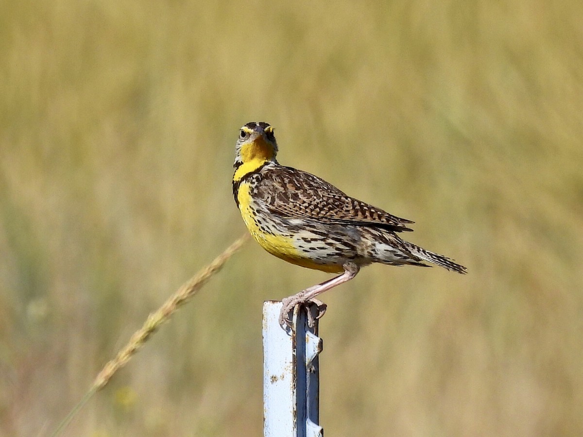 Western Meadowlark - ML472937051