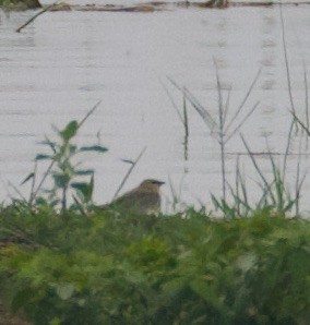 Small Pratincole - ML472937061