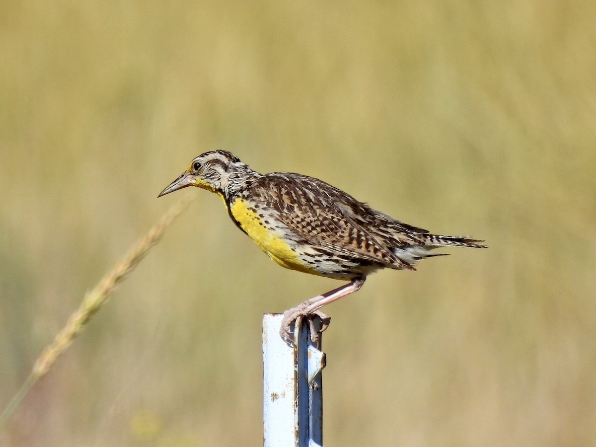 Western Meadowlark - ML472937091