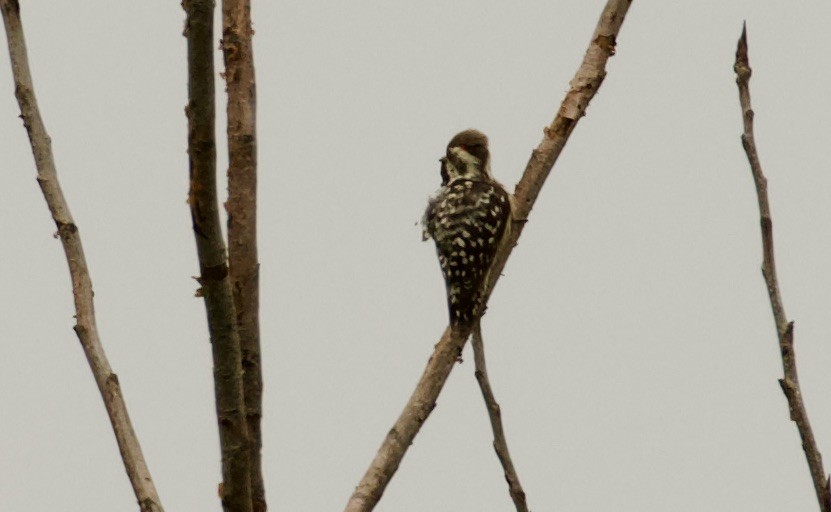 Brown-capped Pygmy Woodpecker - ML472937101
