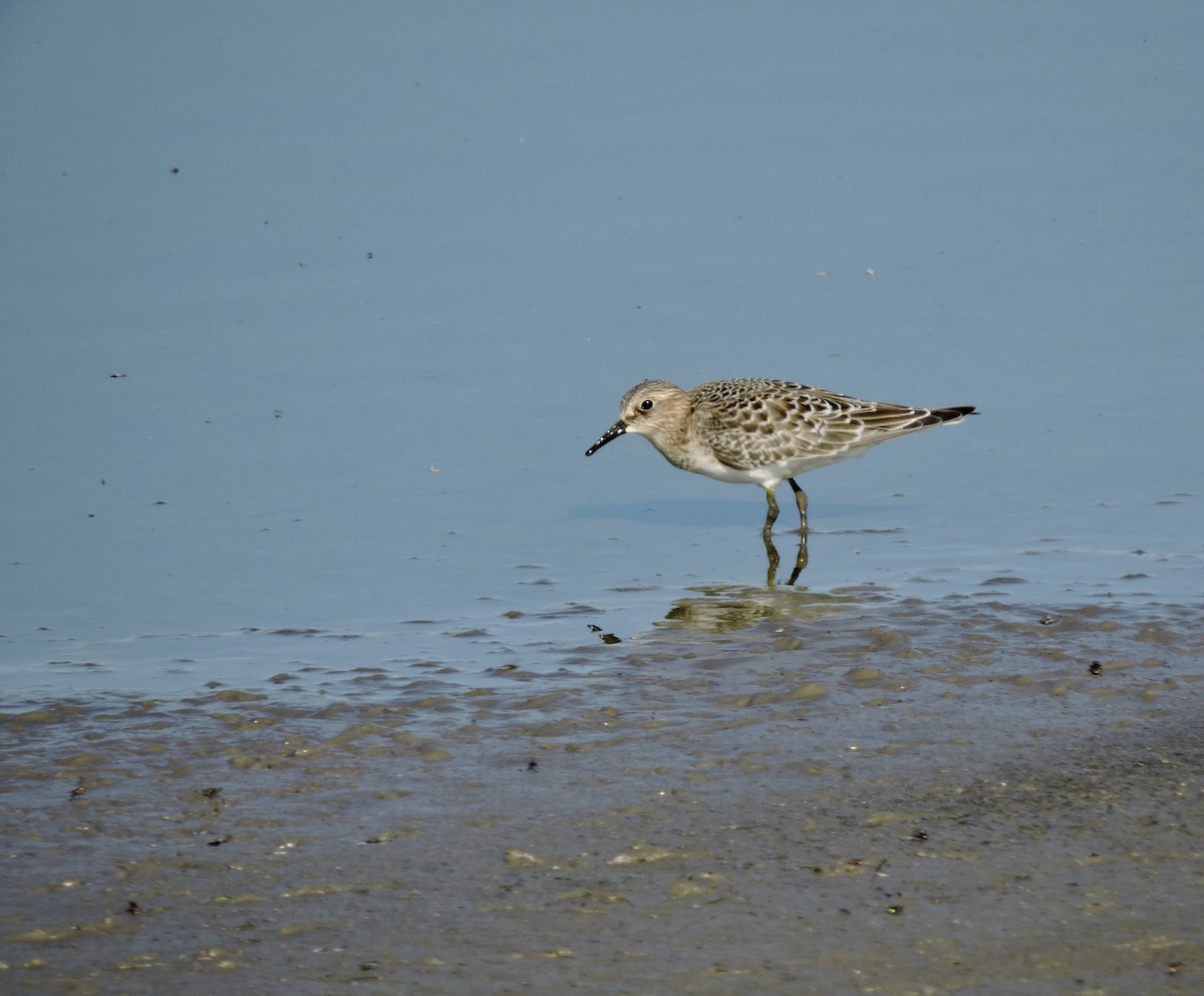 Bairdstrandläufer - ML472938281