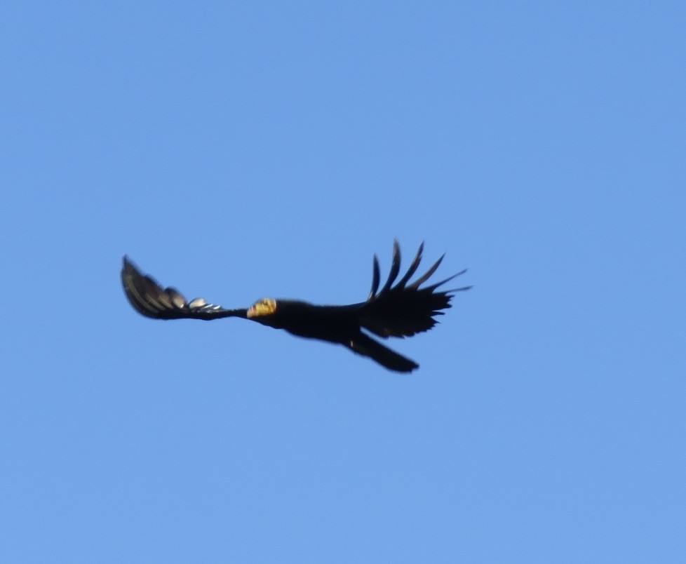 Greater Yellow-headed Vulture - ML472938451