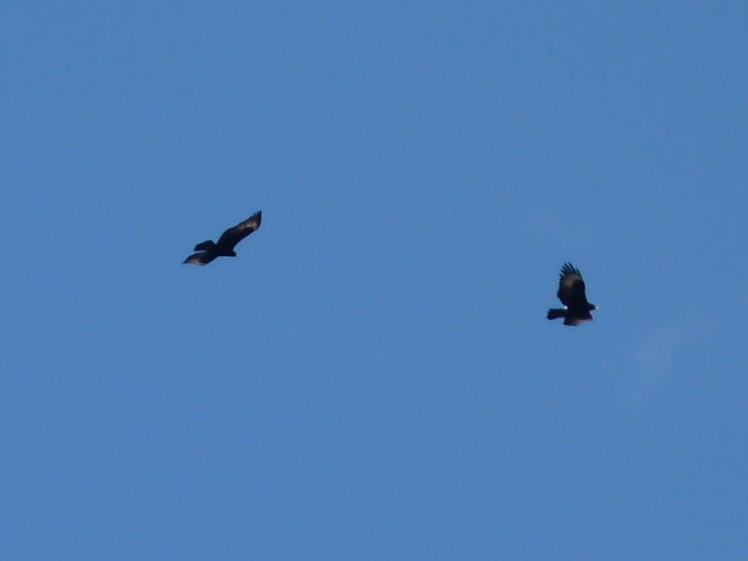 Verreaux's Eagle - Charley Hesse TROPICAL BIRDING