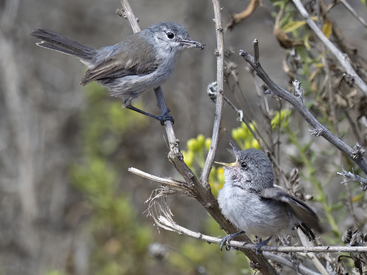 California Gnatcatcher - ML472938641