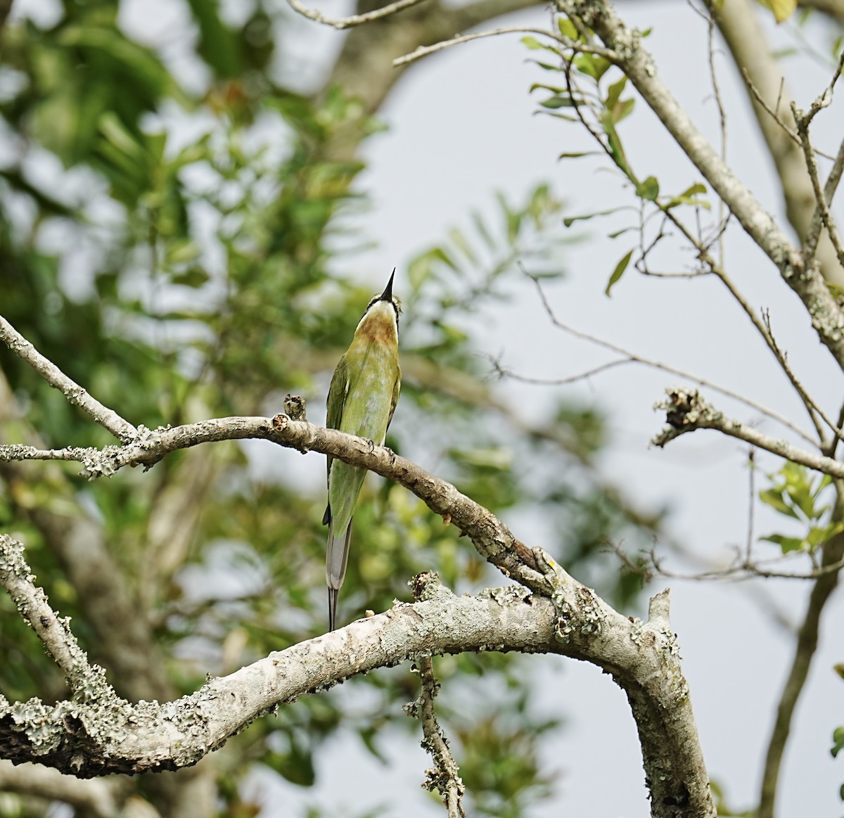 Madagaskar Arıkuşu - ML472939821