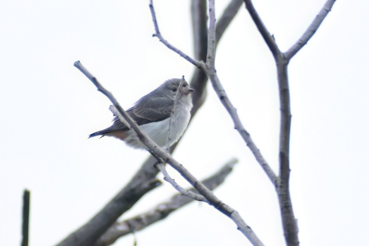 Picaflores Golondrina - ML472940141