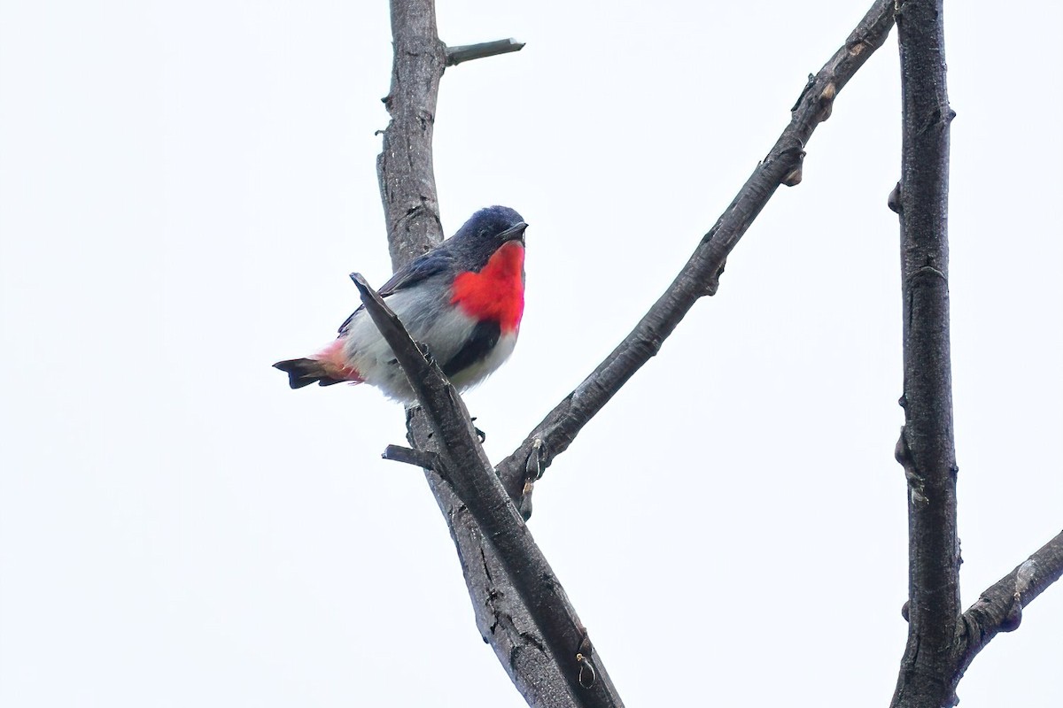 Picaflores Golondrina - ML472940151