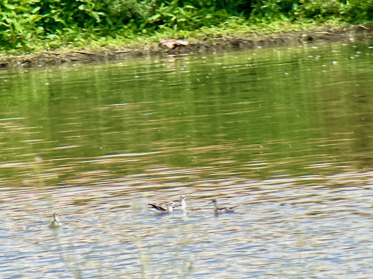 Red-necked Phalarope - Paul Hardy