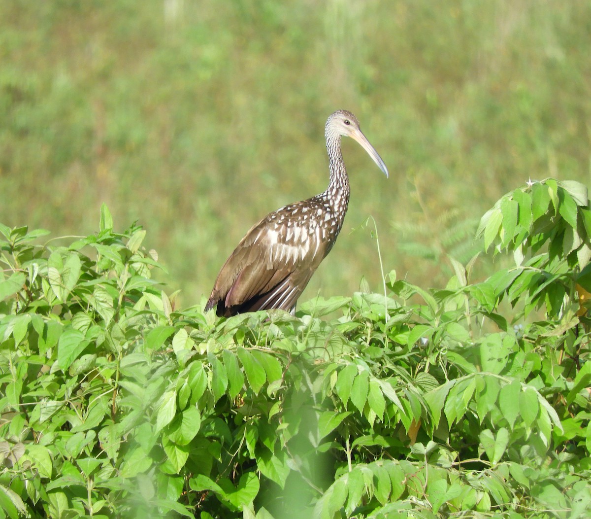 Limpkin - Sheila Nale