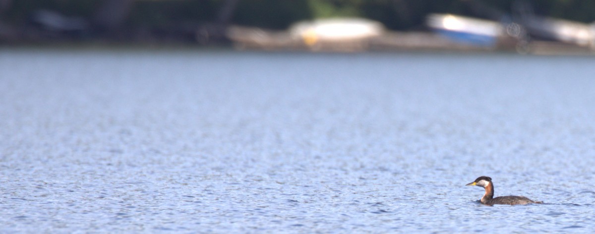 Red-necked Grebe - ML472942221