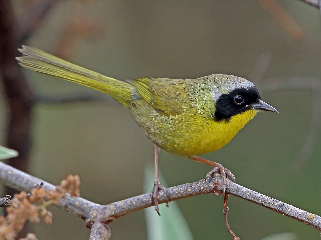 Hooded Yellowthroat - Geothlypis nelsoni - Birds of the World