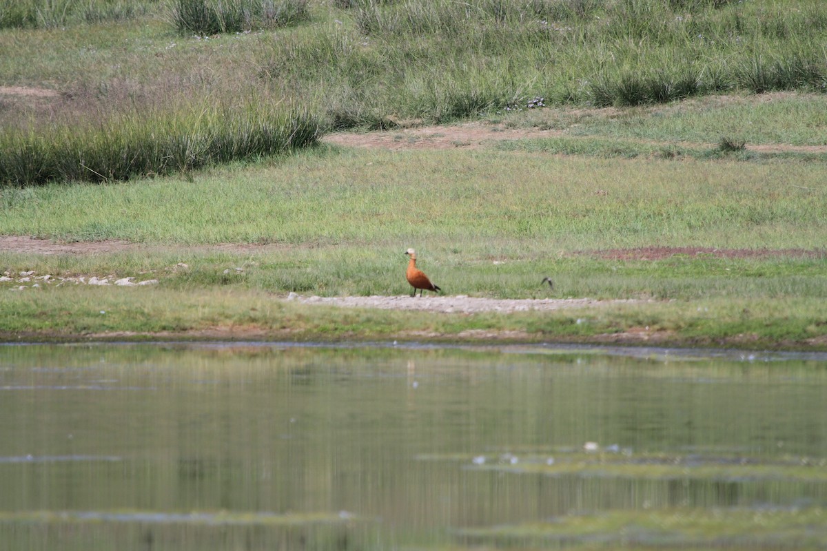 Ruddy Shelduck - ML472943241