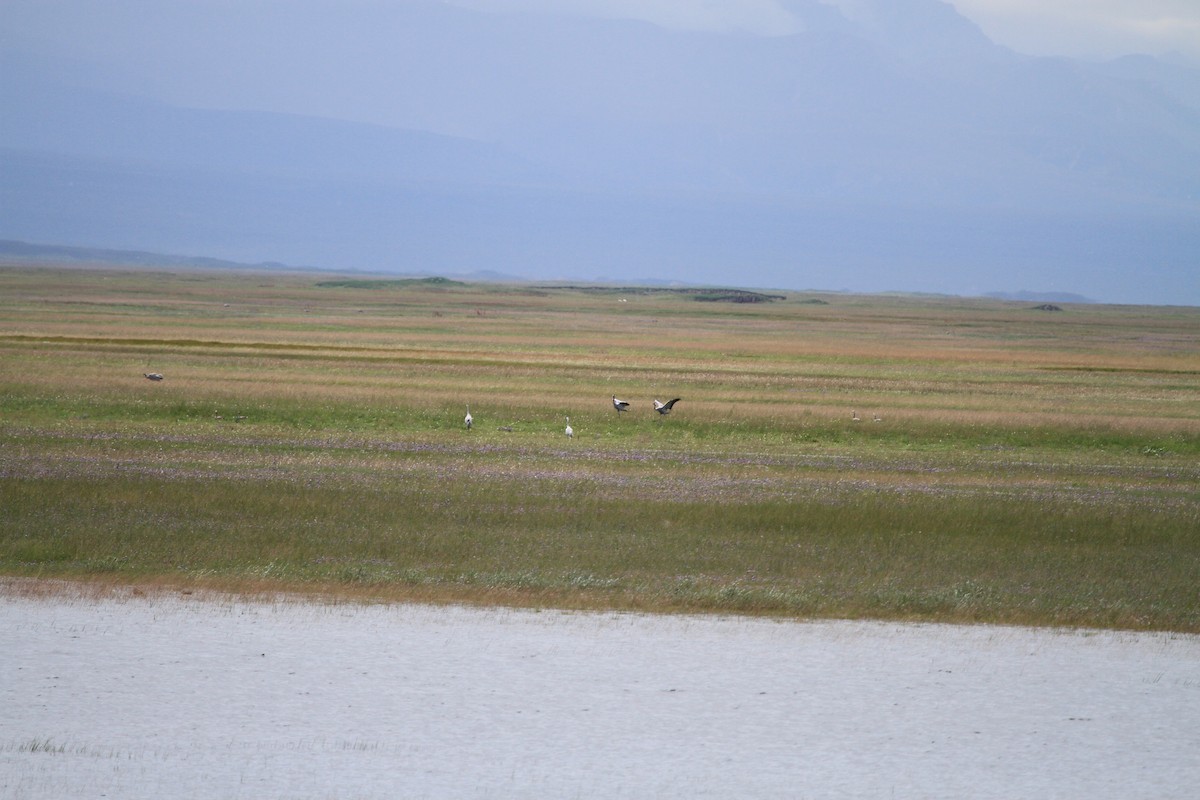 Macqueen's Bustard - ML472943261