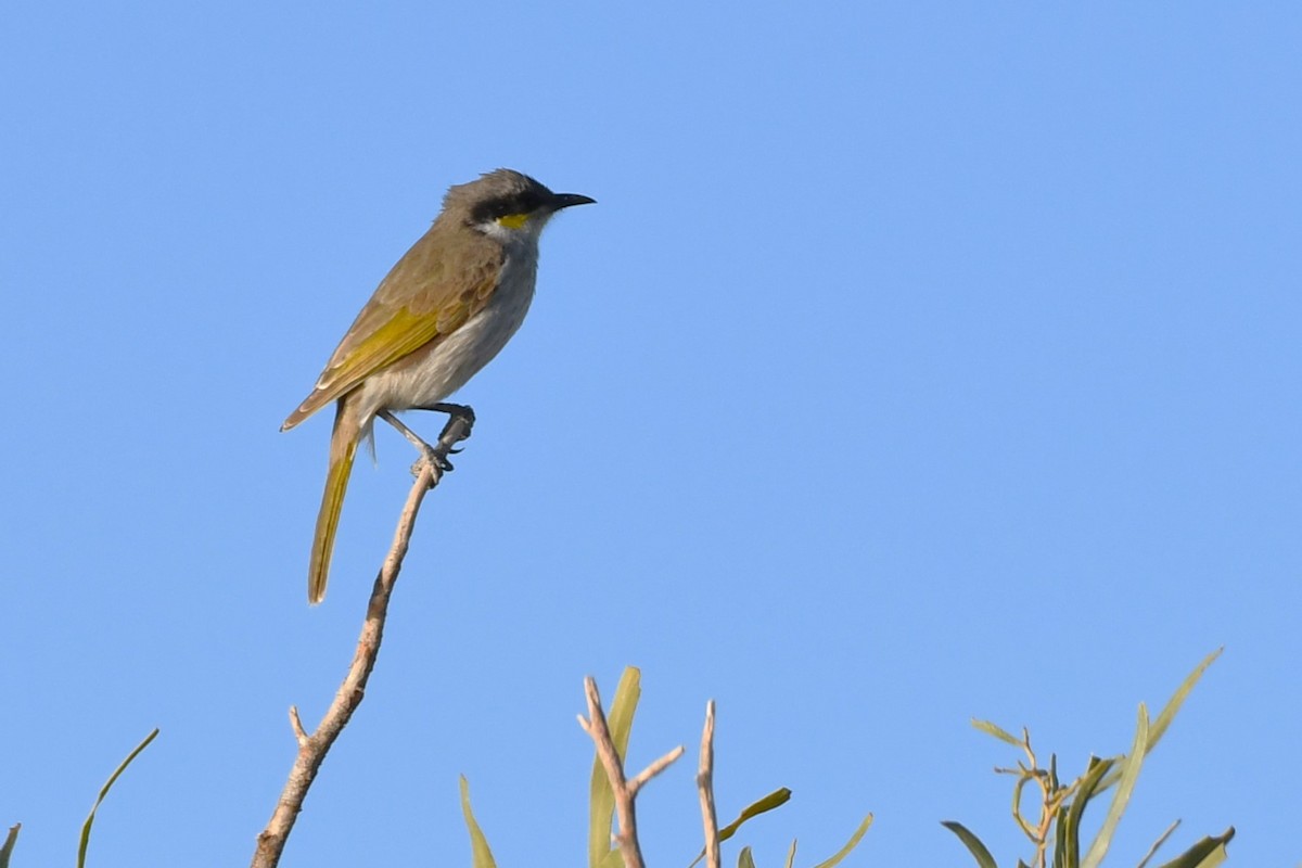 Singing Honeyeater - ML472943661