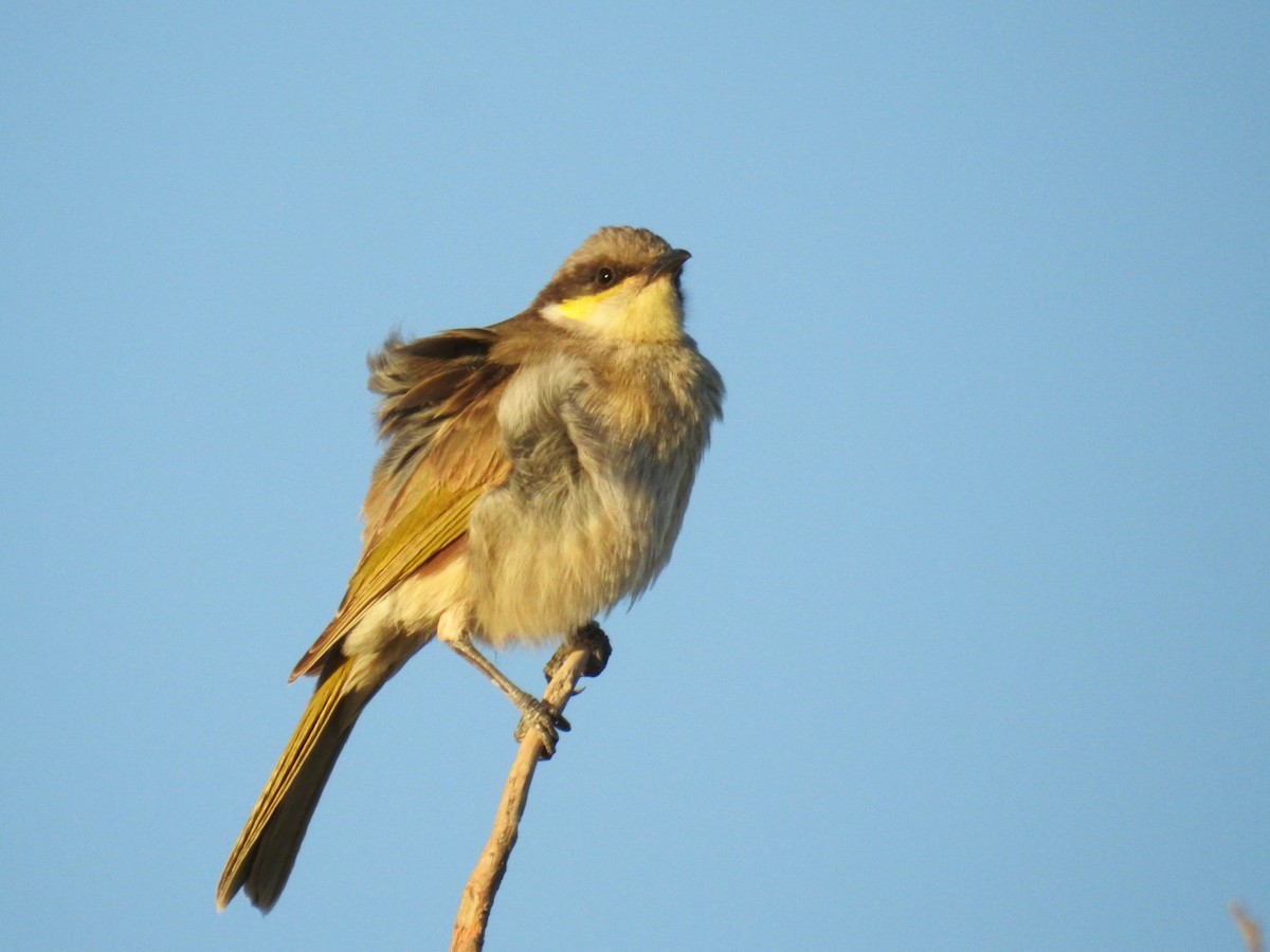 Singing Honeyeater - ML472943681