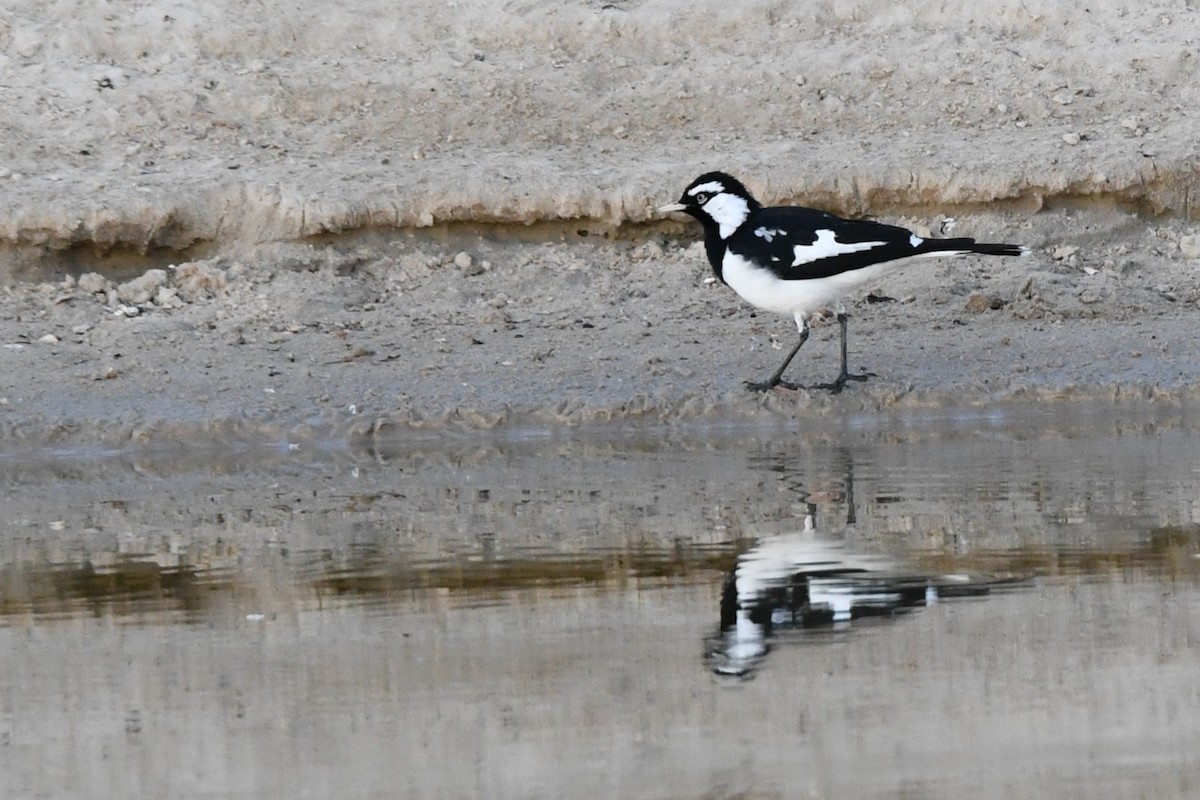 Magpie-lark - ML472943711