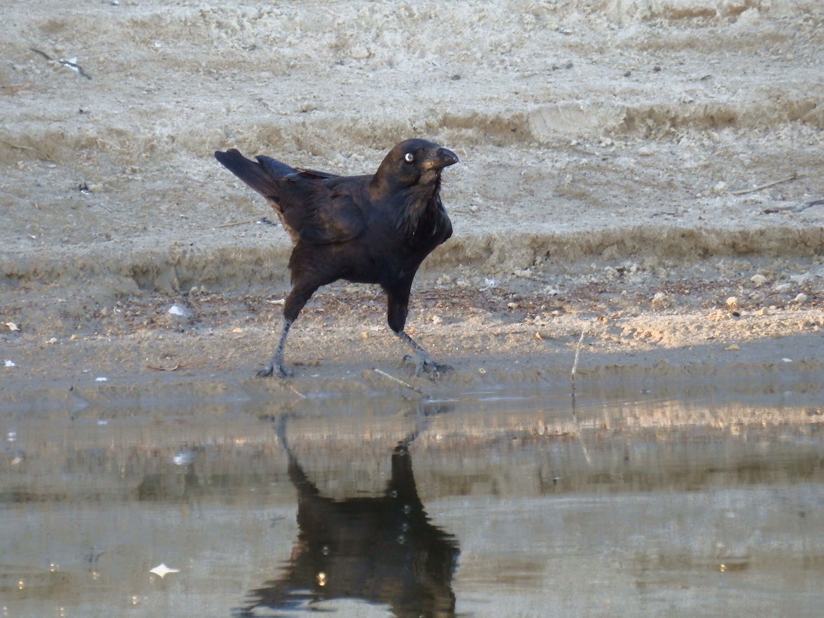 Australian Raven - ML472943751