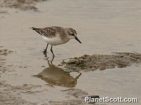 Semipalmated Sandpiper - ML472944311