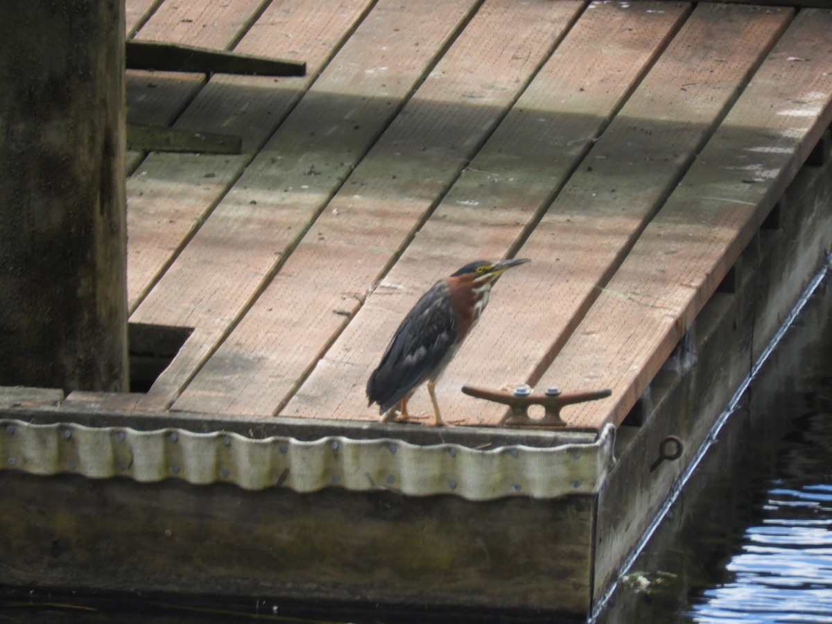 Green Heron - ML472945441