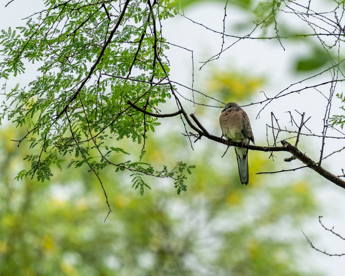 Spotted Dove - ML472945611