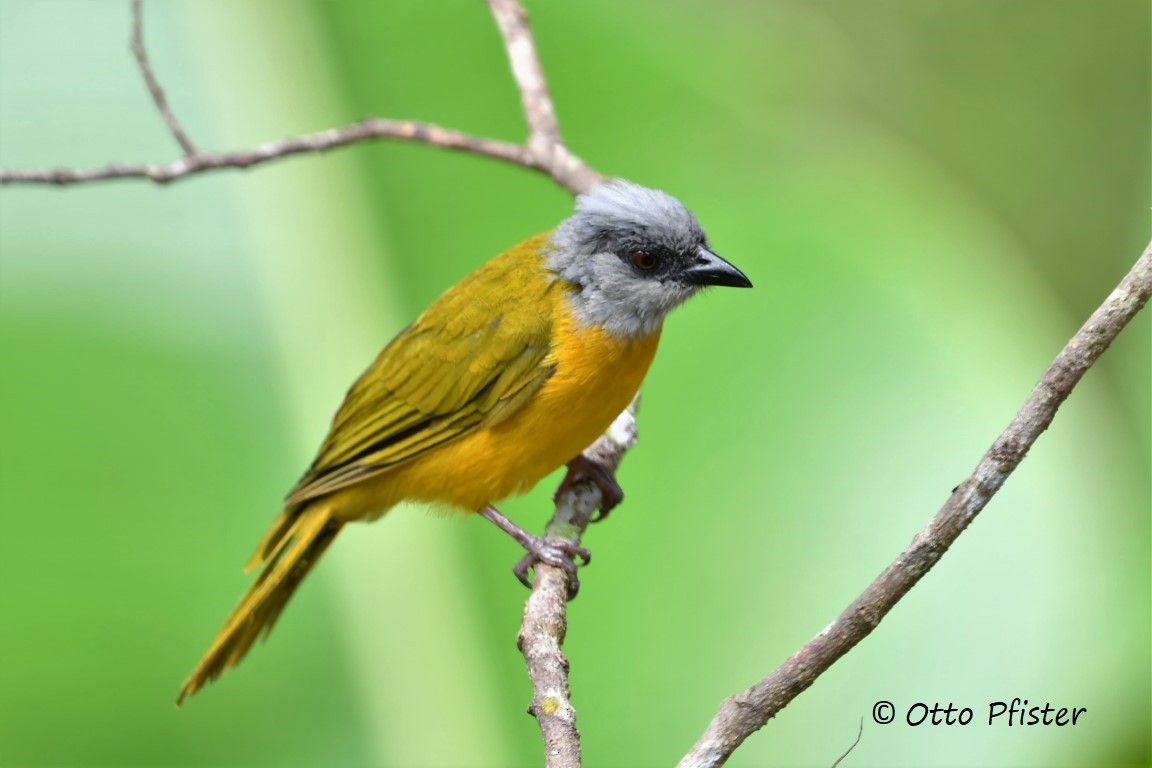 Gray-headed Tanager - ML472945741