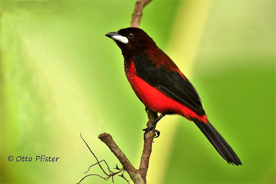 Crimson-backed Tanager - ML472945801