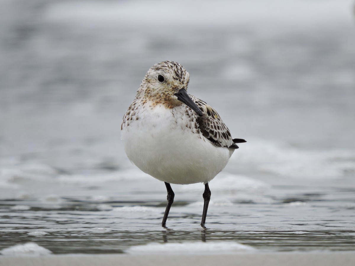 Correlimos Tridáctilo - ML472945831