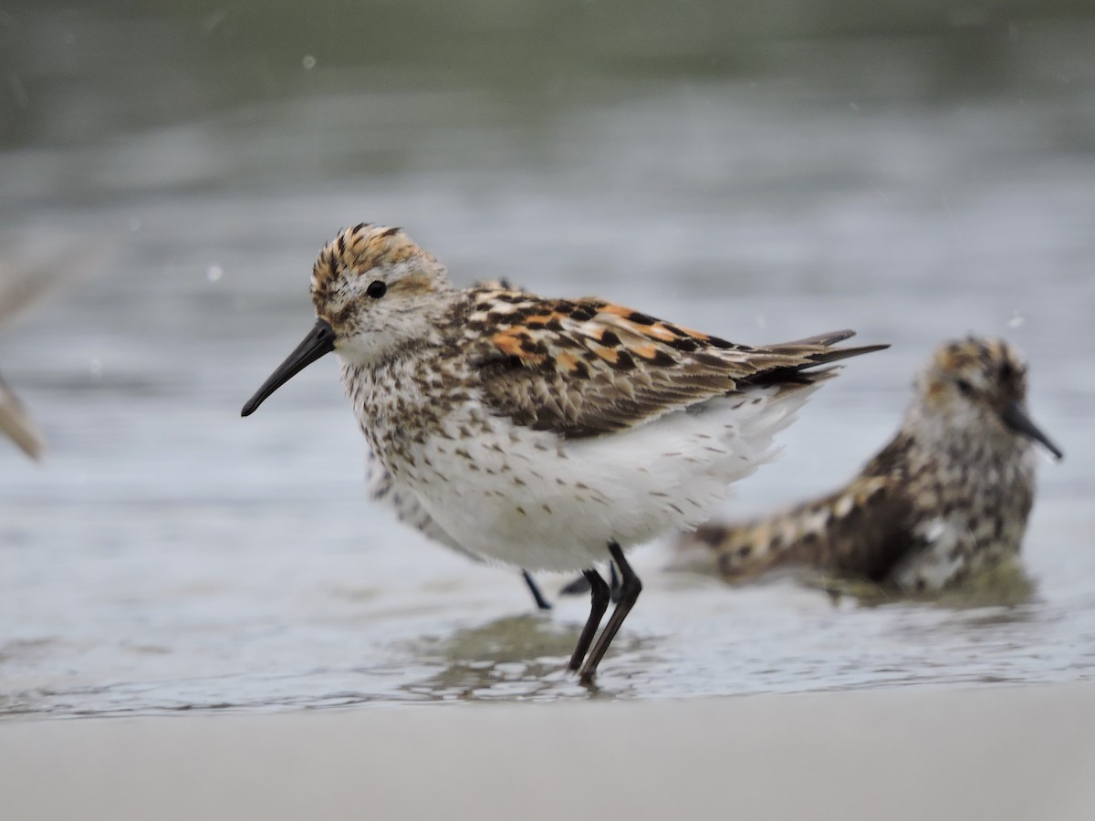 Correlimos de Alaska - ML472945851