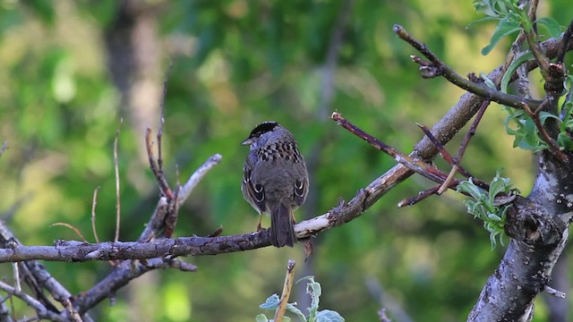 Bruant à couronne dorée - ML472946