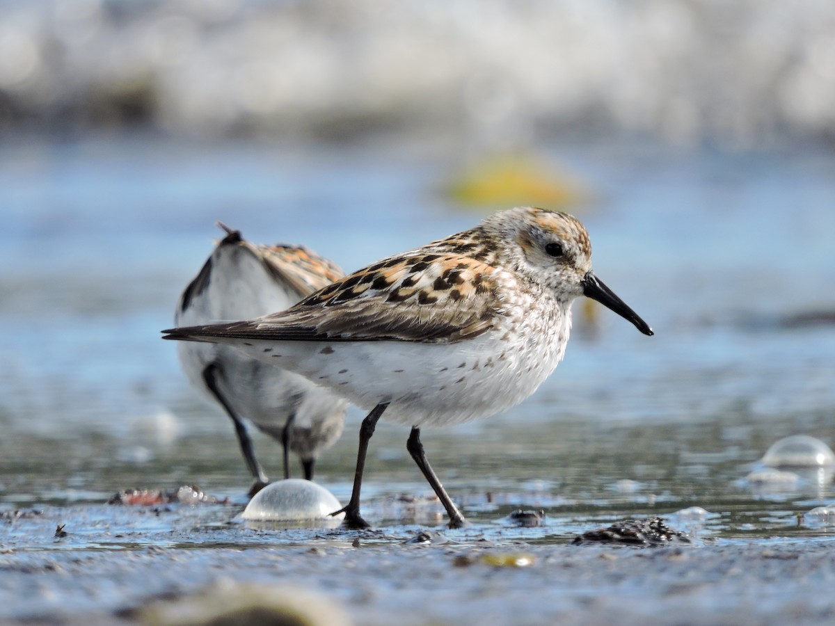 Correlimos de Alaska - ML472946471